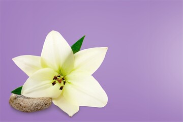 Naklejka na ściany i meble White flower lily with buds on desk