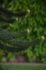 Detail of a monkey puzzle tree