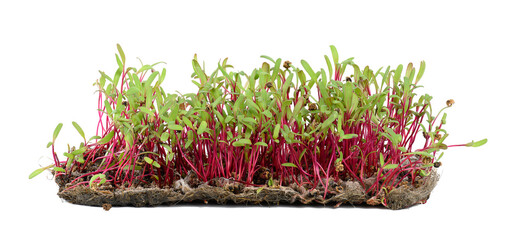 Red beetroot, fresh sprouts and young leaves front view on a white background. Vegetable, herbal...