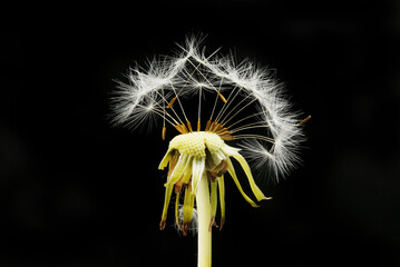 Dandelion seed head