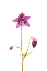 Fototapeta na wymiar Mauve aquilegia flower