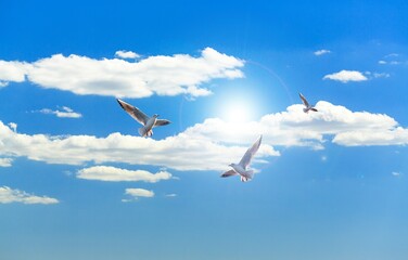 Beautiful sunny sky with white clouds and flying seagull birds