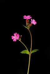 Red campion against black