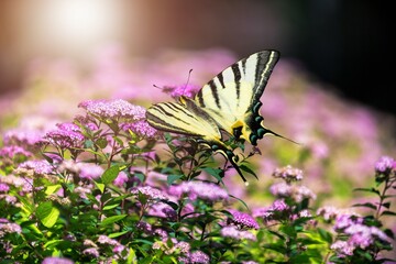 Meadow flower in sunny day with butterfly. Natural summer landscape.