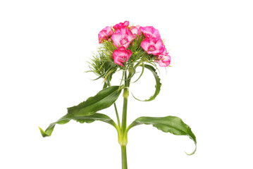 Sweet william isolated