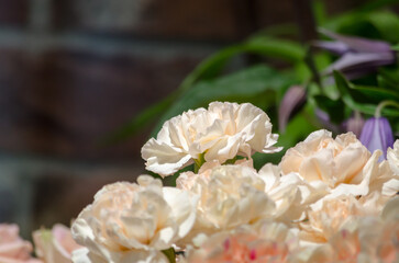 beige carnations close up on a flower showcase