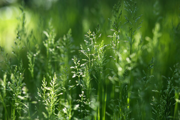 Tops of young grass in the sun.