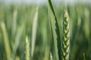 Green wheat field macro nature