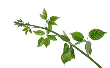 Fototapeta na wymiar Wild blackberry leaves, foliage on stem isolated on white 