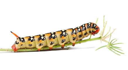 Caterpillar of spurge Hawk Moth (Hyles Euphorbiae) isolated on white 