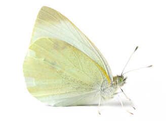 Small white, (Pieris rapae) isolated on white