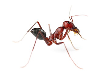 Desert ant, Cataglyphis bicolor isolated on white 