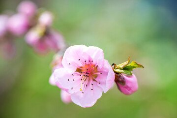 Spring time. A branch with delicate pink flowers from an apricot tree close-up on a green blurred background