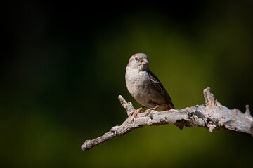 Bird