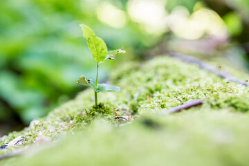 Close up of young sprout growing on fresh green moss in the forest. Wlderness area and environment concept. Selective focus