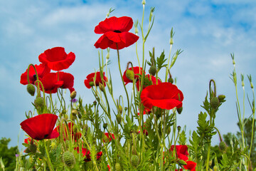 Bright red poppies in a field. Low camera standpoint
