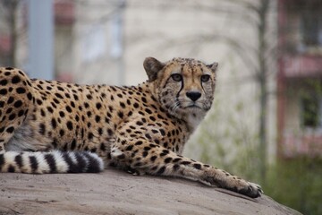 Gepard Raubtier Katze Zoo Augen Fell Punkte Wildlife 