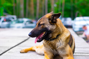 a German shepherd lies against the background of a forest parking lot
