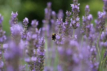 Gardinen Blumen - Lavendel - Biene © MG
