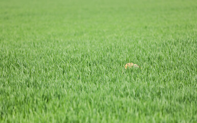 European hare - Lepus europaeus - hiding in a grain field