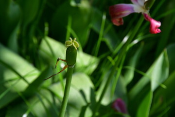 a tulip pistil without petals in the garden. The tulip has faded and the petals have fallen off. The pistil begins to transform into a fruit with seeds