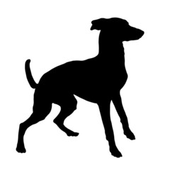 Black dog silhouette. Jumping saluki puppy. Gazelle hound or persian greyhound,. Pet animals. Isolated on a white background.