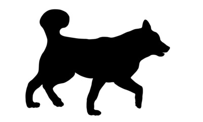 Black dog silhouette. Walking siberian husky puppy. Pet animals. Isolated on a white background.