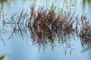 Closeup of red arden sorrel and common reed reflecting on lake water