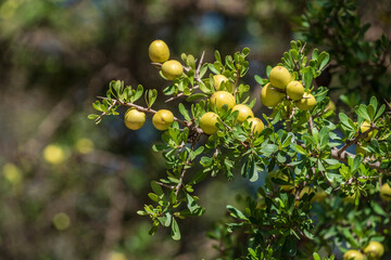 argan fruit, Isk n Mansour park, road from Essaouira to Agadir,morocco, africa