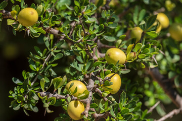 argan fruit, Isk n Mansour park, road from Essaouira to Agadir,morocco, africa