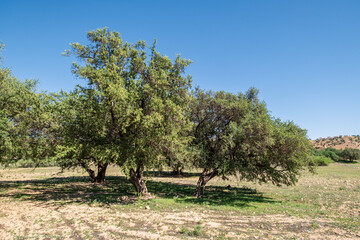 argan grove, Isk n Mansour park, road from Essaouira to Agadir,morocco, africa