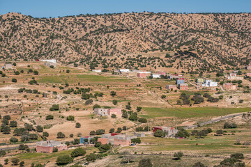 argan tree, Assaka, road from Essaouira to Agadir, morocco, africa