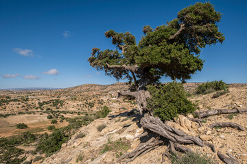 Fototapeta na wymiar argan tree, Assaka, road from Essaouira to Agadir, morocco, africa
