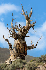 Image of a bristlecone pine tree shown in the Ancient Bristlecone Pine Forest, White Mountains, California.