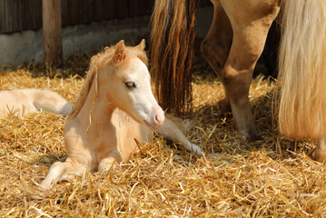 baby horse lie down in the straw in the farm, cute animal view