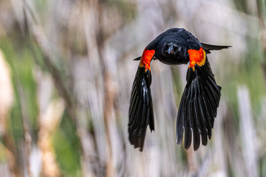 Male Red-winged Blackbird (Agelaius phoeniceus) in Flight