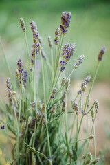 lavender in the field. lavender flowers in the garden