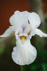 Obraz premium close up of a white flower. flowering time of irises. white iris