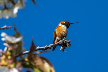 Rufous Hummingbird (Selasphorus rufus) Perching on a Cherry Branch