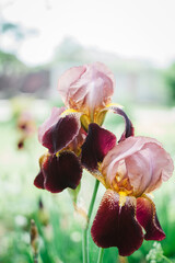 flowering time of irises