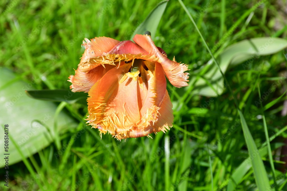 Wall mural view of a fading open tulip flower in natural conditions in the garden. completion of flowering. nat