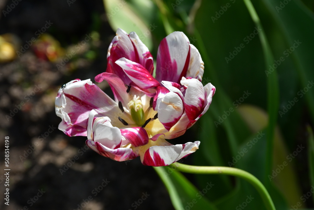Wall mural view of a fading open tulip flower in natural conditions in the garden. completion of flowering. nat