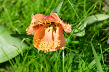 view of a fading open tulip flower in natural conditions in the garden. Completion of flowering. Natural texture and defects of the petals without processing and retouching. Aging. Beautiful old age