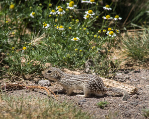 Thirteen lined ground squirrel