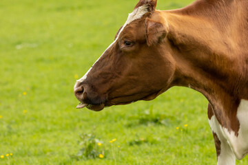 portrait head shot  of brown and white cow 