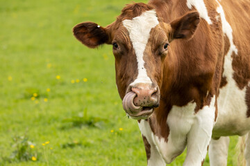 portrait head shot  of brown and white cow looking at camera