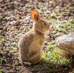 Juvenile Cottontail rabbit