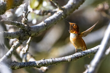 Rufous Hummingbird (Selasphorus rufus) Perching on a Cherry Branch