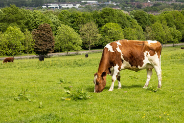 Fototapeta na wymiar brown and white cow grazing on fresh summer green grass