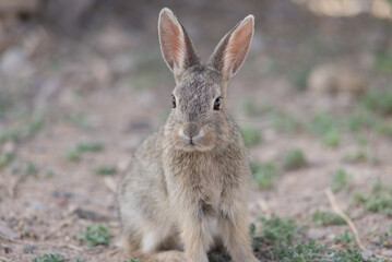 Young cottontail rabbit.